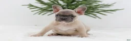 French Bulldog dogs for sale: Kate - Ad 3