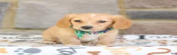 Miniature Dachshund dogs for sale: Nellie  - Ad 1