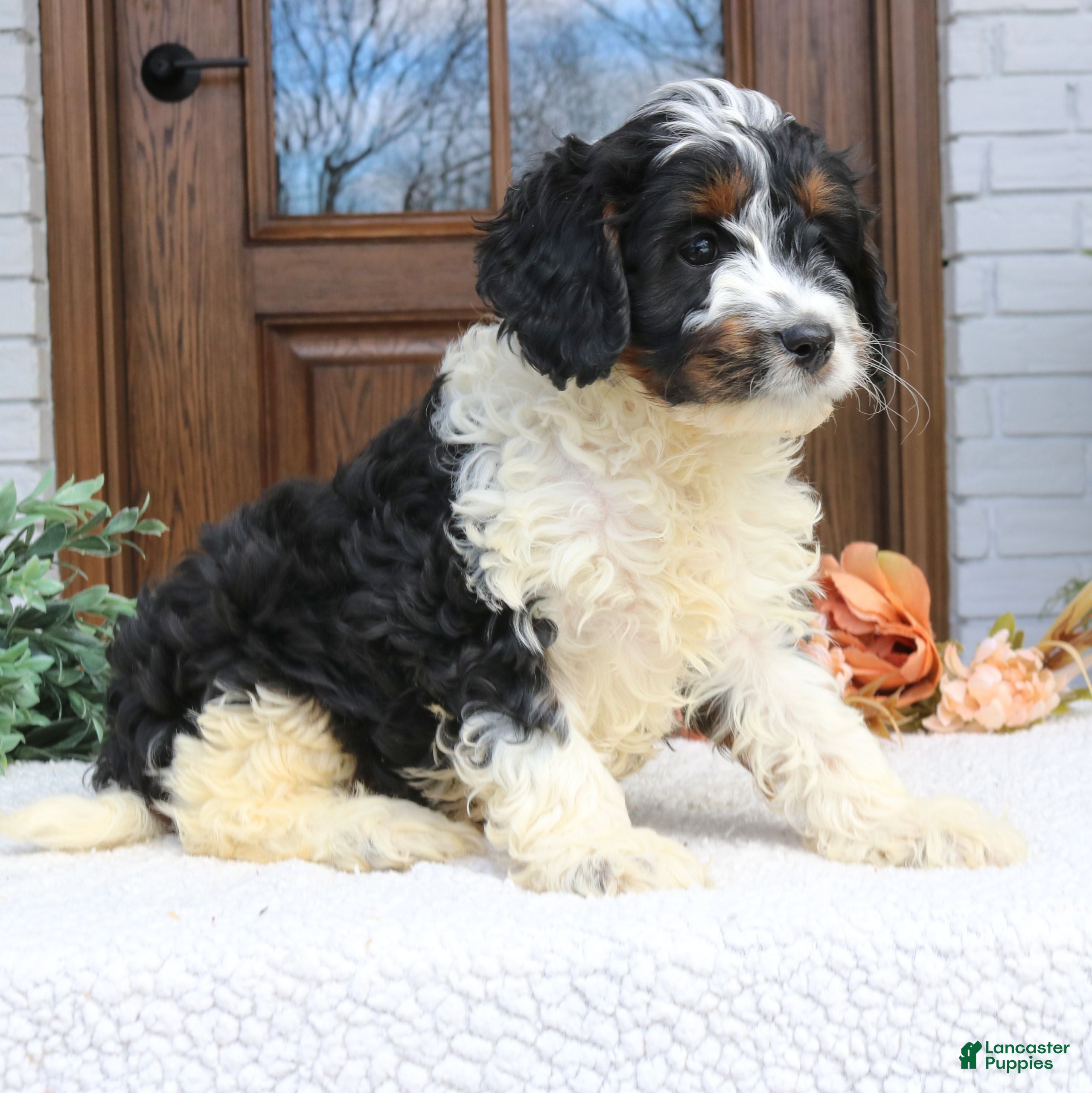 Cavapoo dogs Nash  - Ad 1