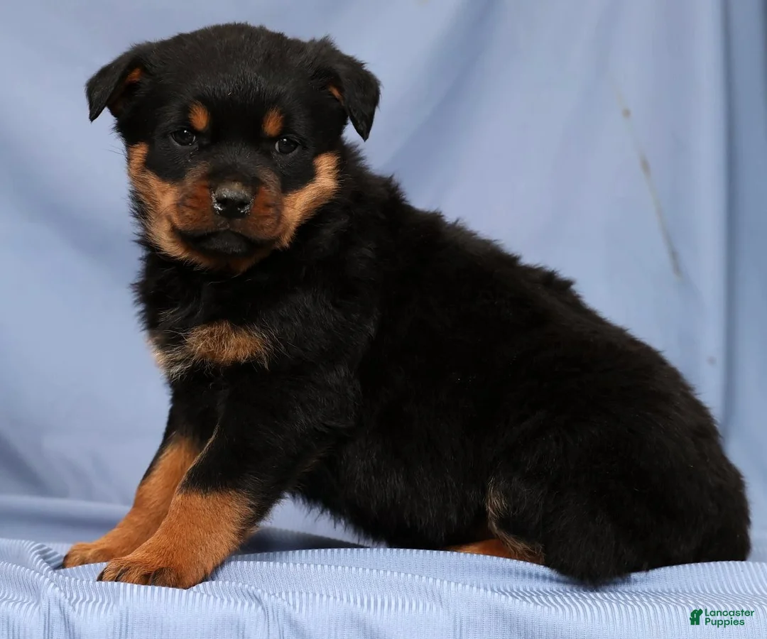 Rottweiler dogs for sale: Lucy - Ad 6