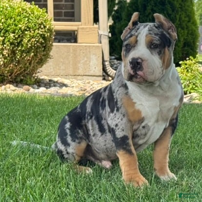 American Bully dogs Griffon - Ad 2