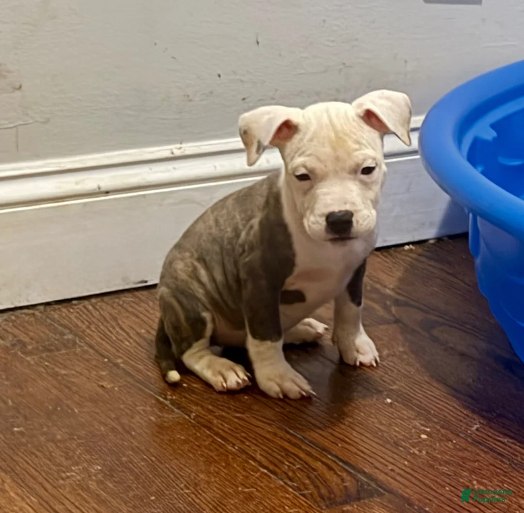 American Pit Bull Terrier dogs for sale: Bella - Ad 2