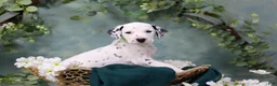 Dalmatian dogs for sale: Dalmatian Puppy 5 - Ad 2
