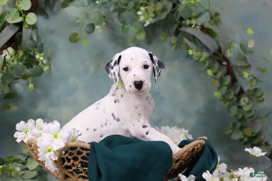 Dalmatian dogs for sale: Dalmatian Puppy 5 - Ad 2