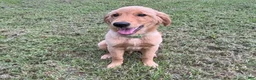Golden Retriever dogs for sale: Maverick  - Ad 9