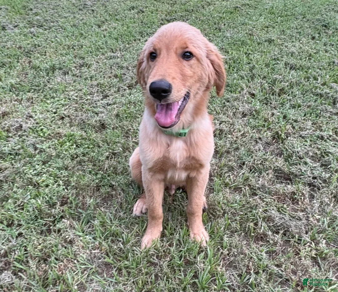Golden Retriever dogs for sale: Maverick  - Ad 9