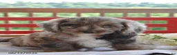 Cockapoo dogs for sale: Priscilla - Ad 2