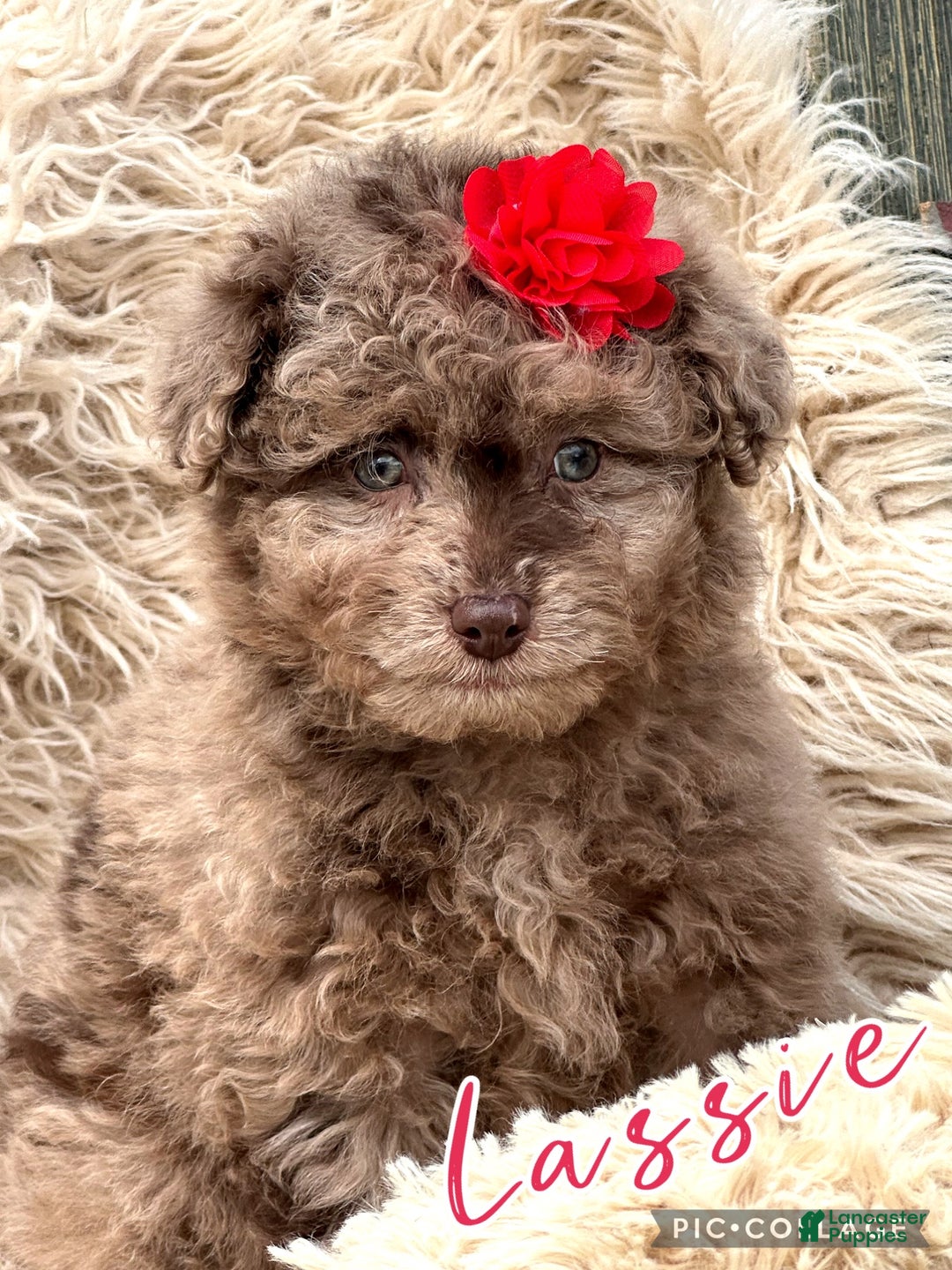 Aussiedoodle dogs for sale: Little Lassie - Ad 4