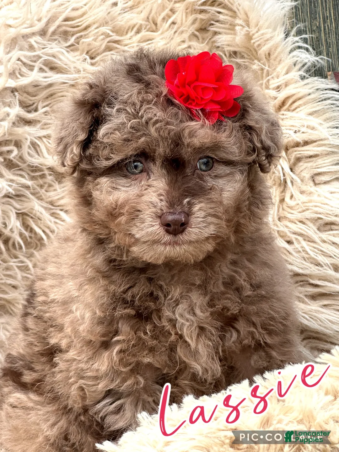 Aussiedoodle dogs for sale: Little Lassie - Ad 4