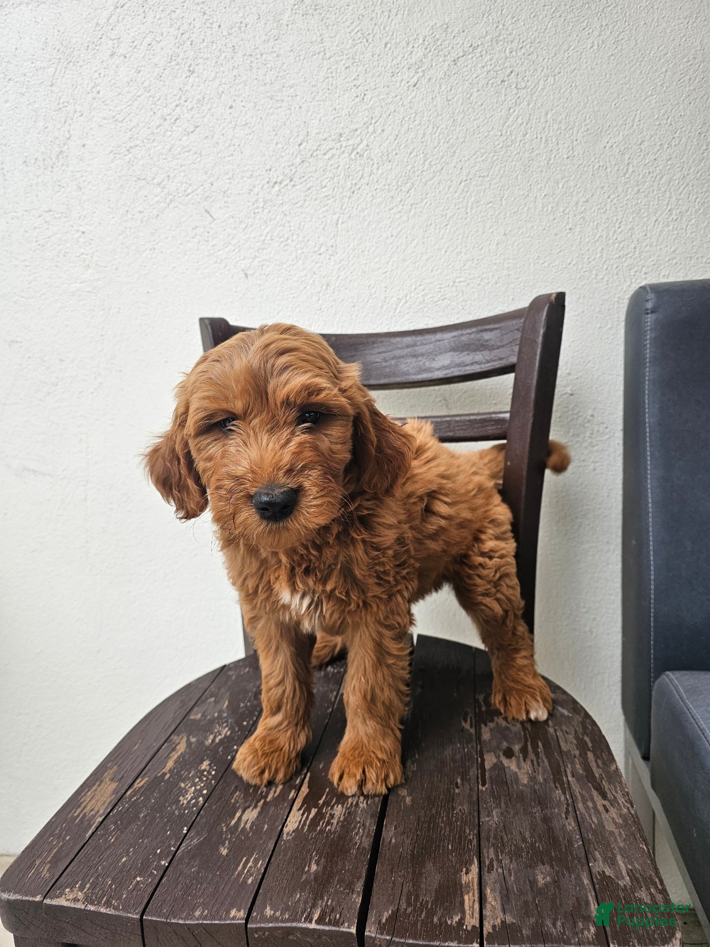 Goldendoodle dogs Goldendoodle Puppy 1 - Ad 2