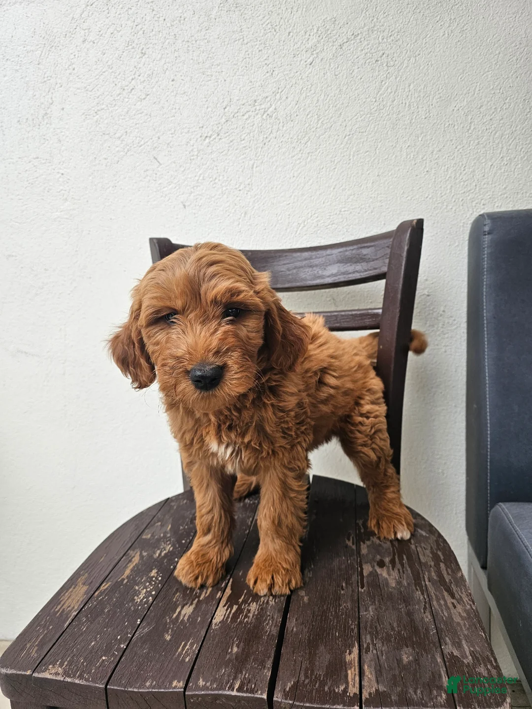 Goldendoodle dogs for sale: Goldendoodle Puppy 1 - Ad 1