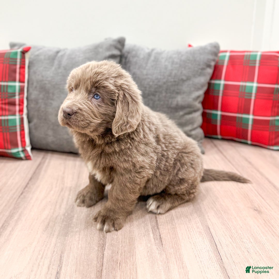 Newfoundland dogs for sale: Zeke - Ad 3