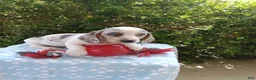 Miniature Dachshund dogs for sale: Jasper - Ad 4