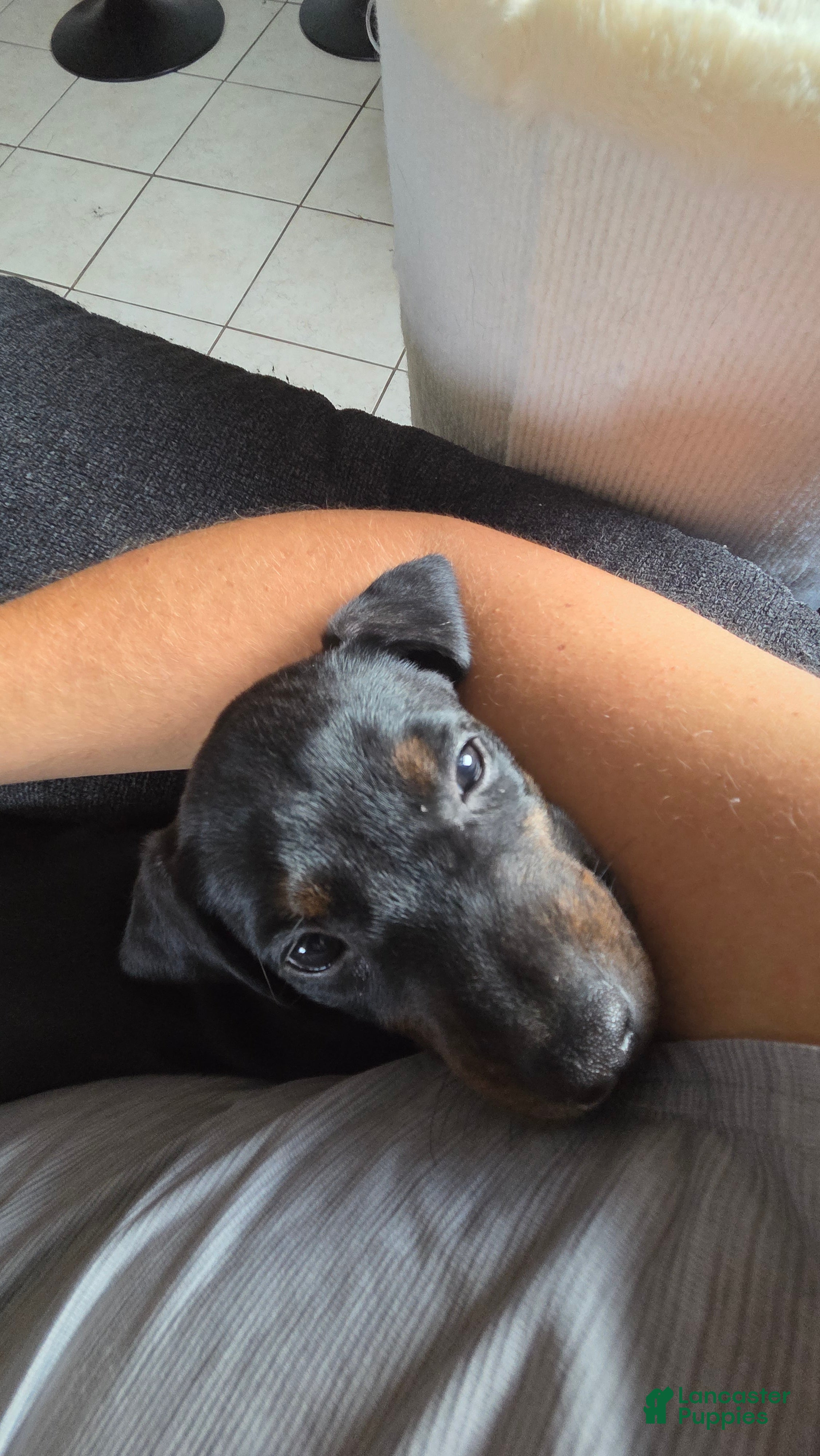 Mixed Breed dogs Ms. Light Blue - Ad 2