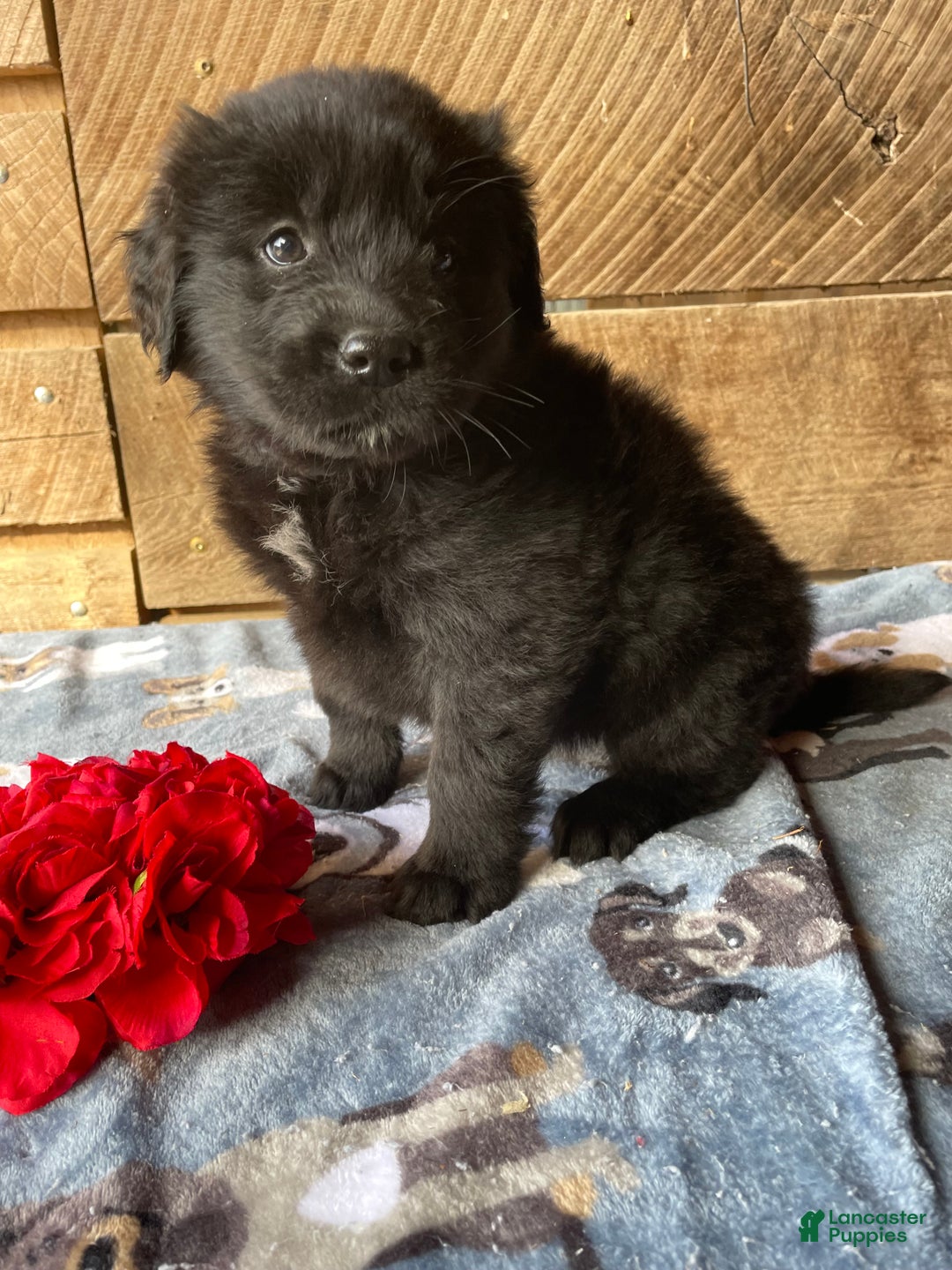 Mixed Breed dogs for sale: Iris - Ad 3