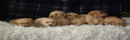 Golden Retriever dogs for sale: Laird - Ad 9