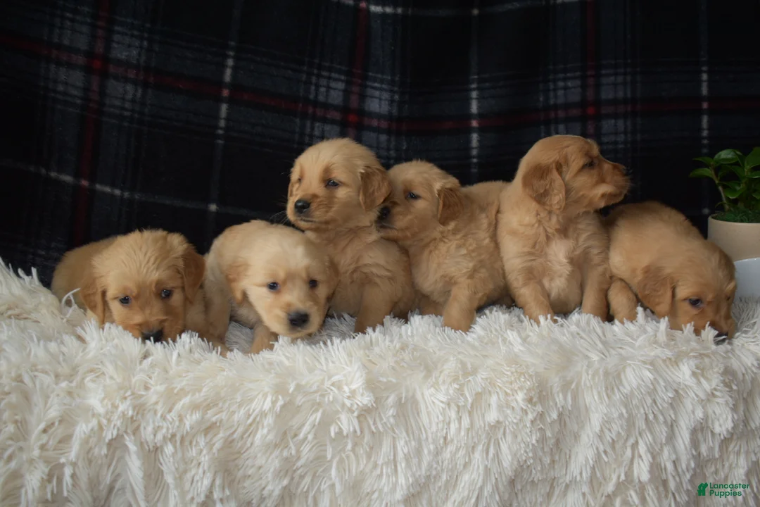 Golden Retriever dogs for sale: Laird - Ad 9