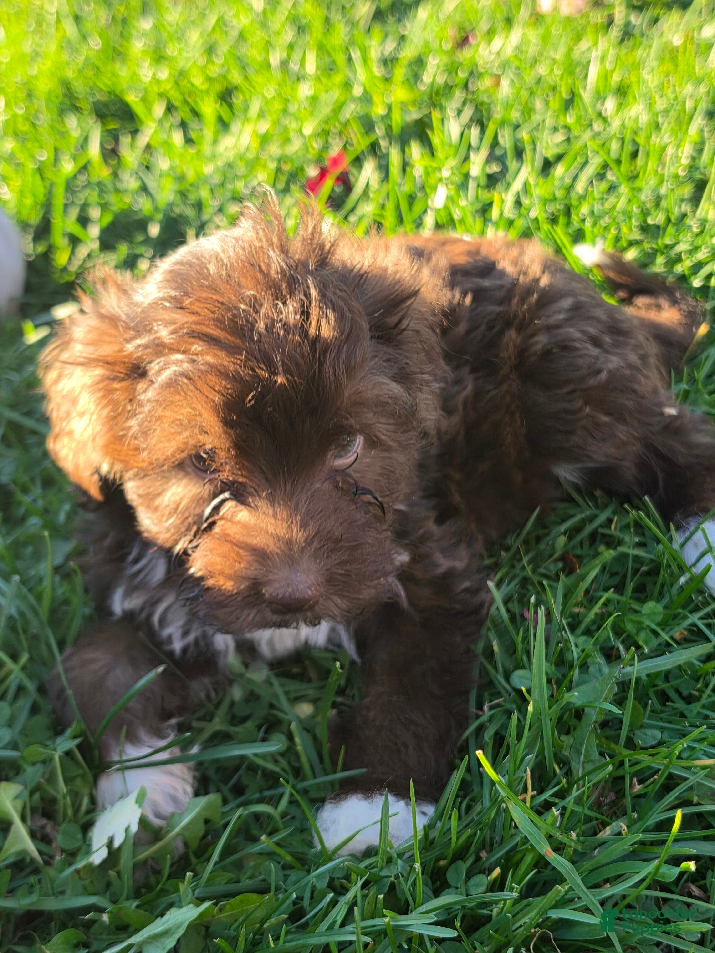 Havanese dogs for sale: Havanese 26105-07 (female) - Ad 1