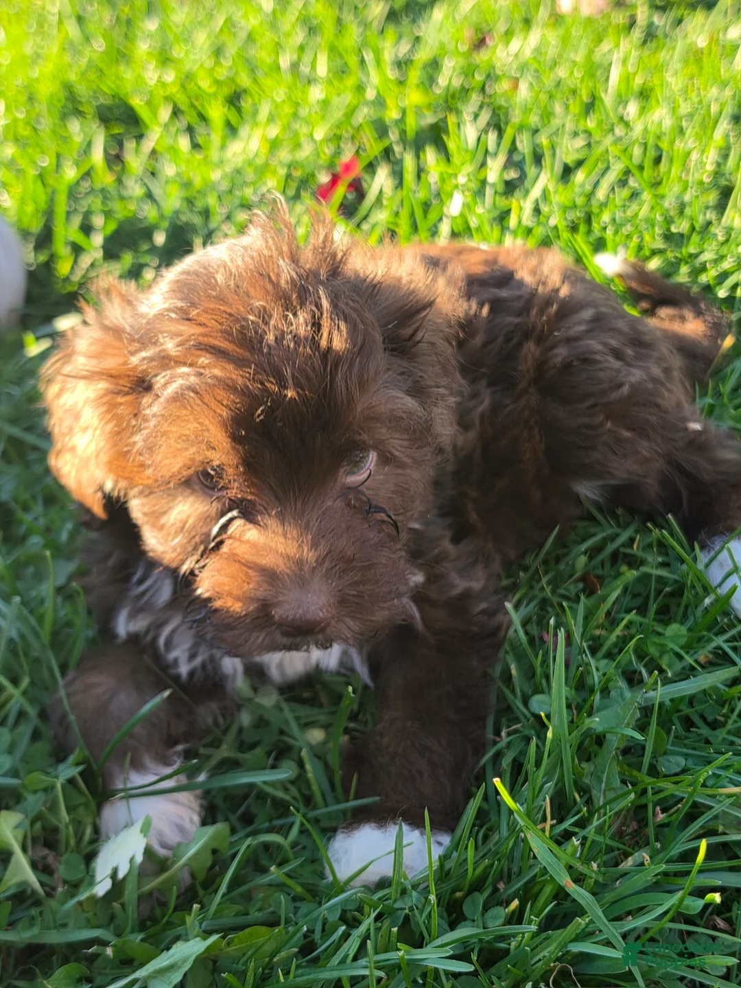 Havanese dogs for sale: Havanese 26105-07 (female) - Ad 1