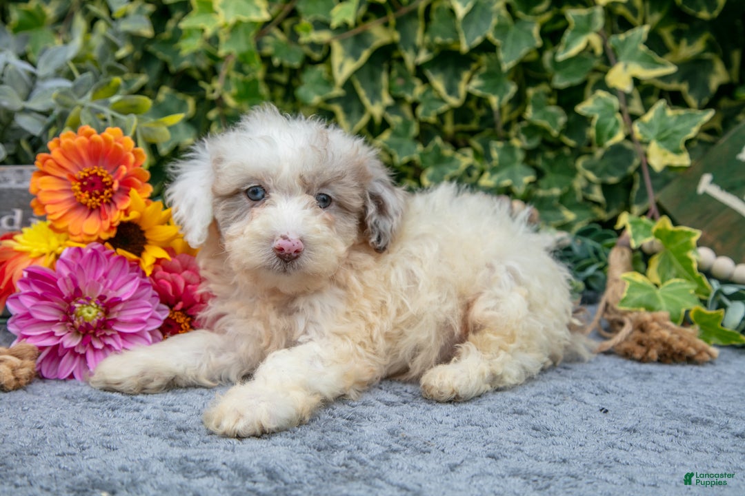 Miniature Poodle dogs for sale: Cookie - Ad 2