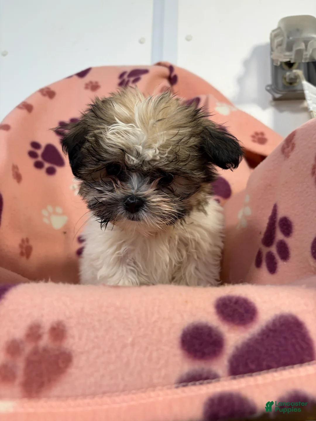 Teddy Bear dogs for sale: Minnie Mouse - Ad 2