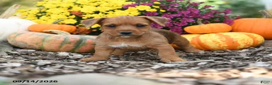 Baxter
