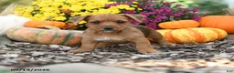 Mixed Breed dogs for sale: Baxter - Ad 1
