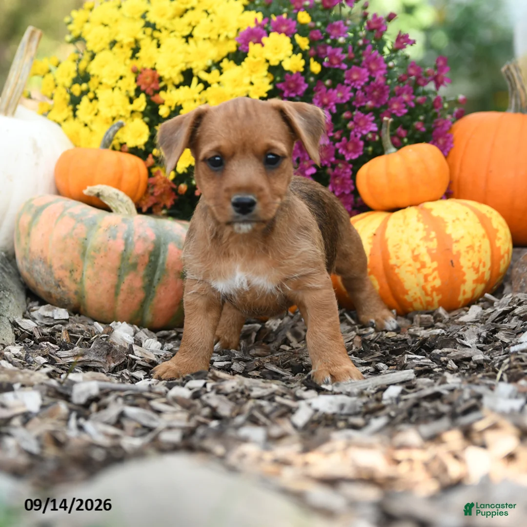 Mixed Breed dogs for sale: Baxter - Ad 1