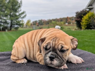 Mixed Breed dogs - Ad 10