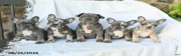 French Bulldog dogs for sale: Duncan - Ad 5