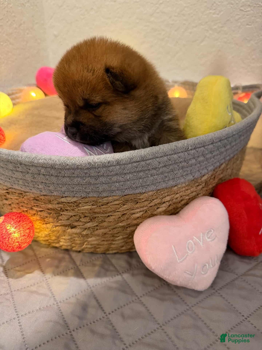 Shiba Inu dogs for sale: Momo - Ad 6