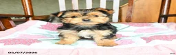 Morkie dogs for sale: Evangeline - Ad 4
