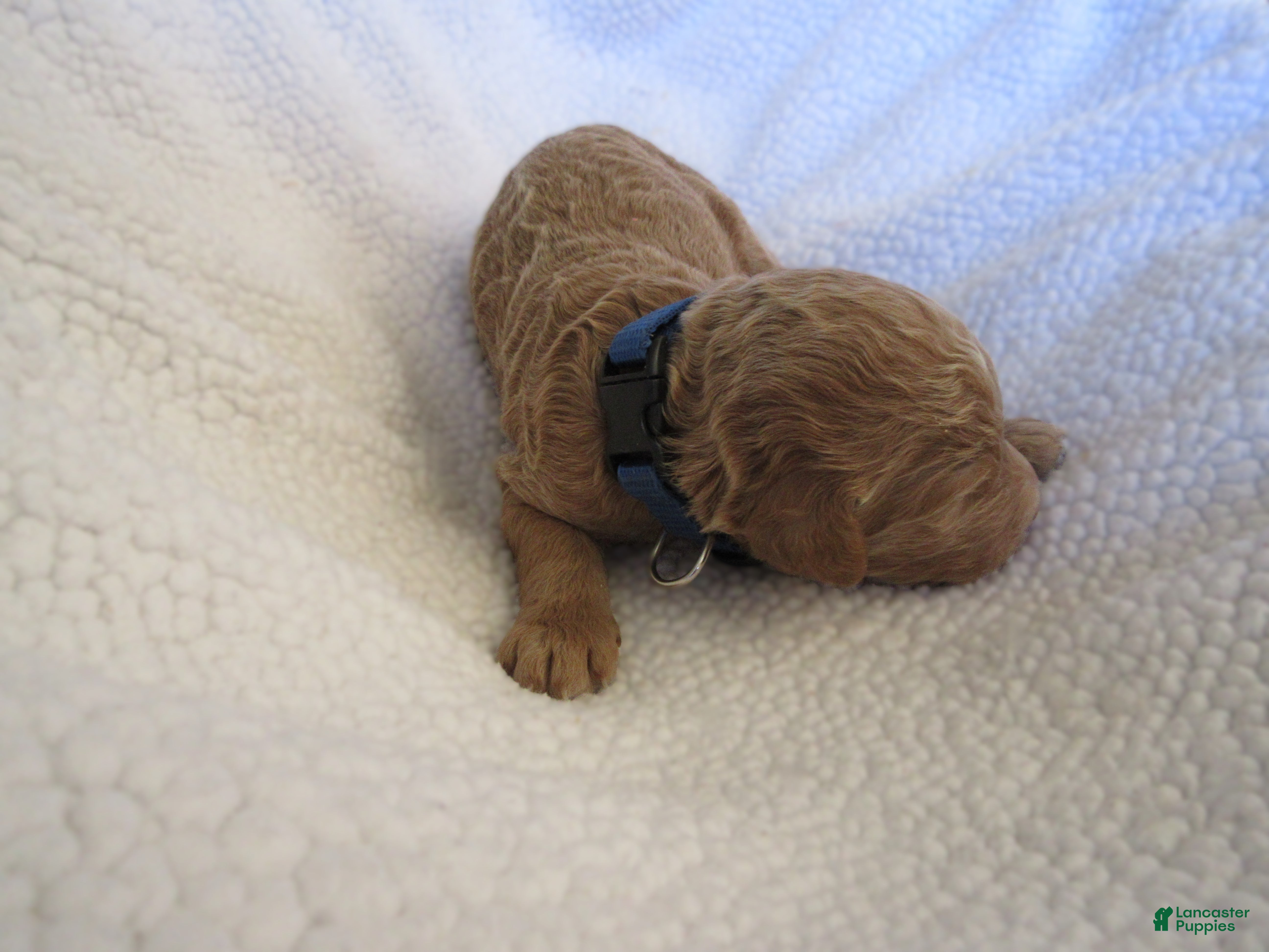 Goldendoodle dogs for sale: Blue collar - Ad 2