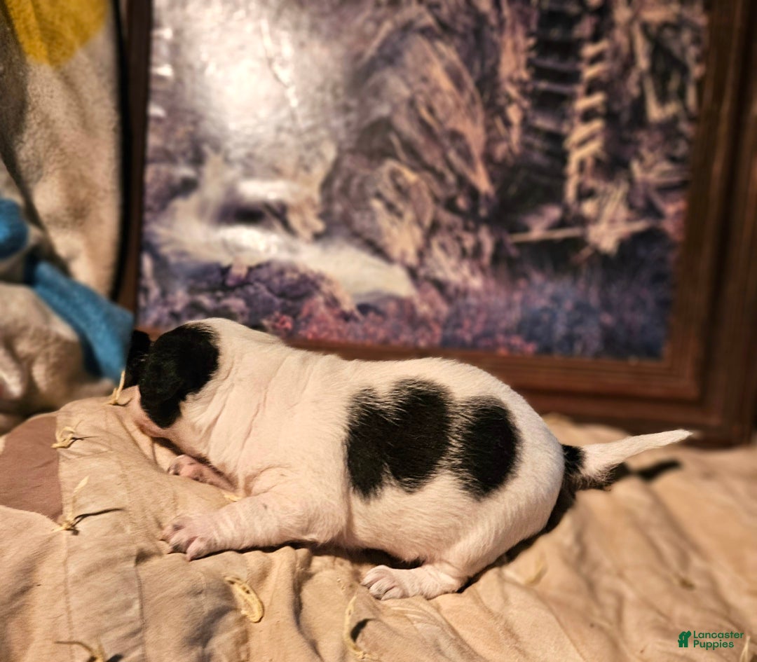 Border Collie dogs for sale: Rocky (Call-Text) - Ad 2