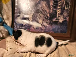 Border Collie dogs Rocky (Call-Text) - Ad 31