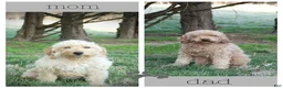 Mini Goldendoodle dogs for sale: Arley - Ad 3