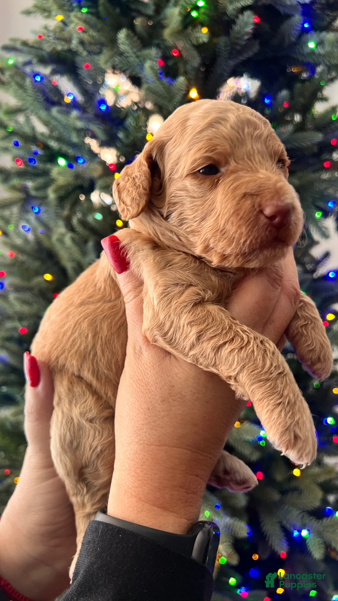 Goldendoodle dogs for sale: Luv – Apricot Medium Goldendoodle (F) – Service Dog Temperament Candidate - Ad 11