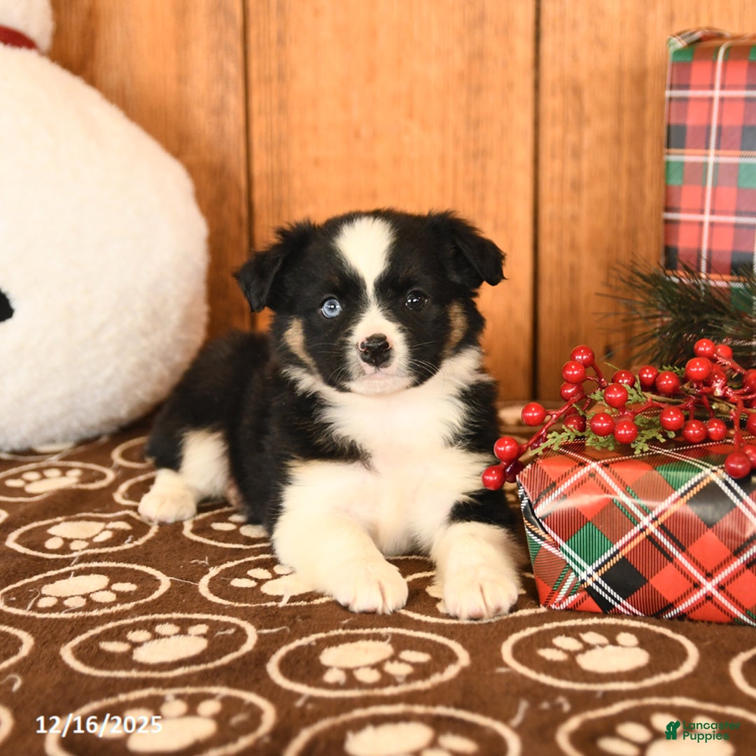Miniature Australian Shepherd dogs for sale: Journey - Ad 4