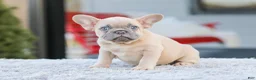 French Bulldog dogs for sale: Digger - Ad 1