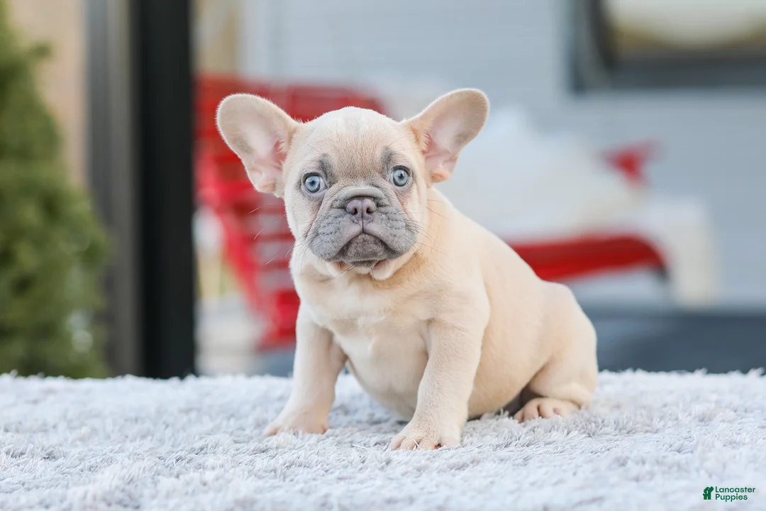 French Bulldog dogs for sale: Digger - Ad 1