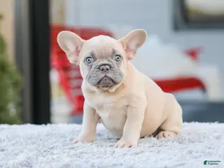 French Bulldog dogs for sale: Digger - Ad 4