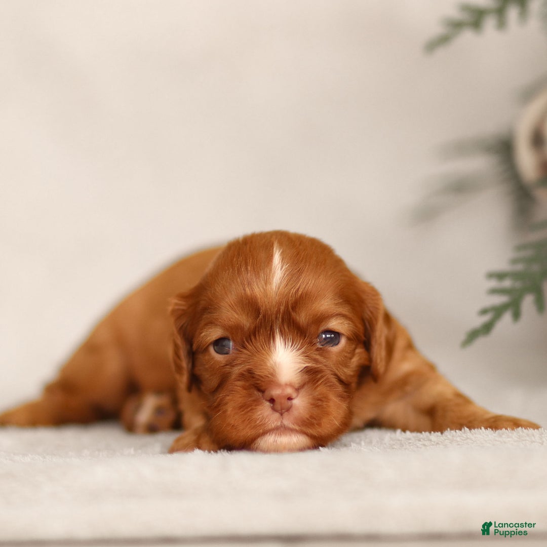 Cavalier King Charles Spaniel dogs for sale: Colsen - Ad 1