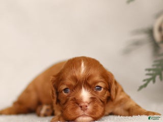 Cavalier King Charles Spaniel dogs Colsen - Ad 38