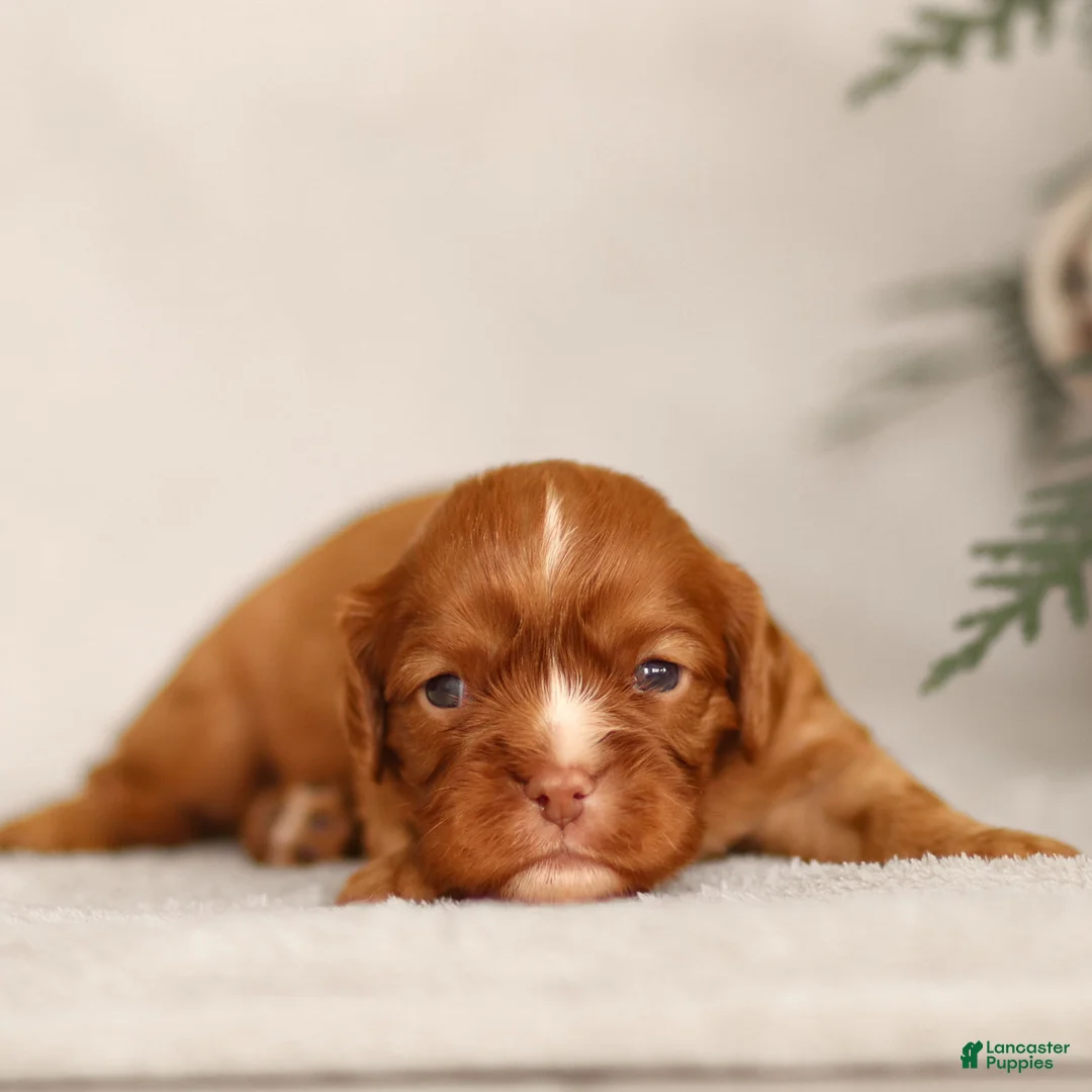 Cavalier King Charles Spaniel dogs for sale: Colsen - Ad 10