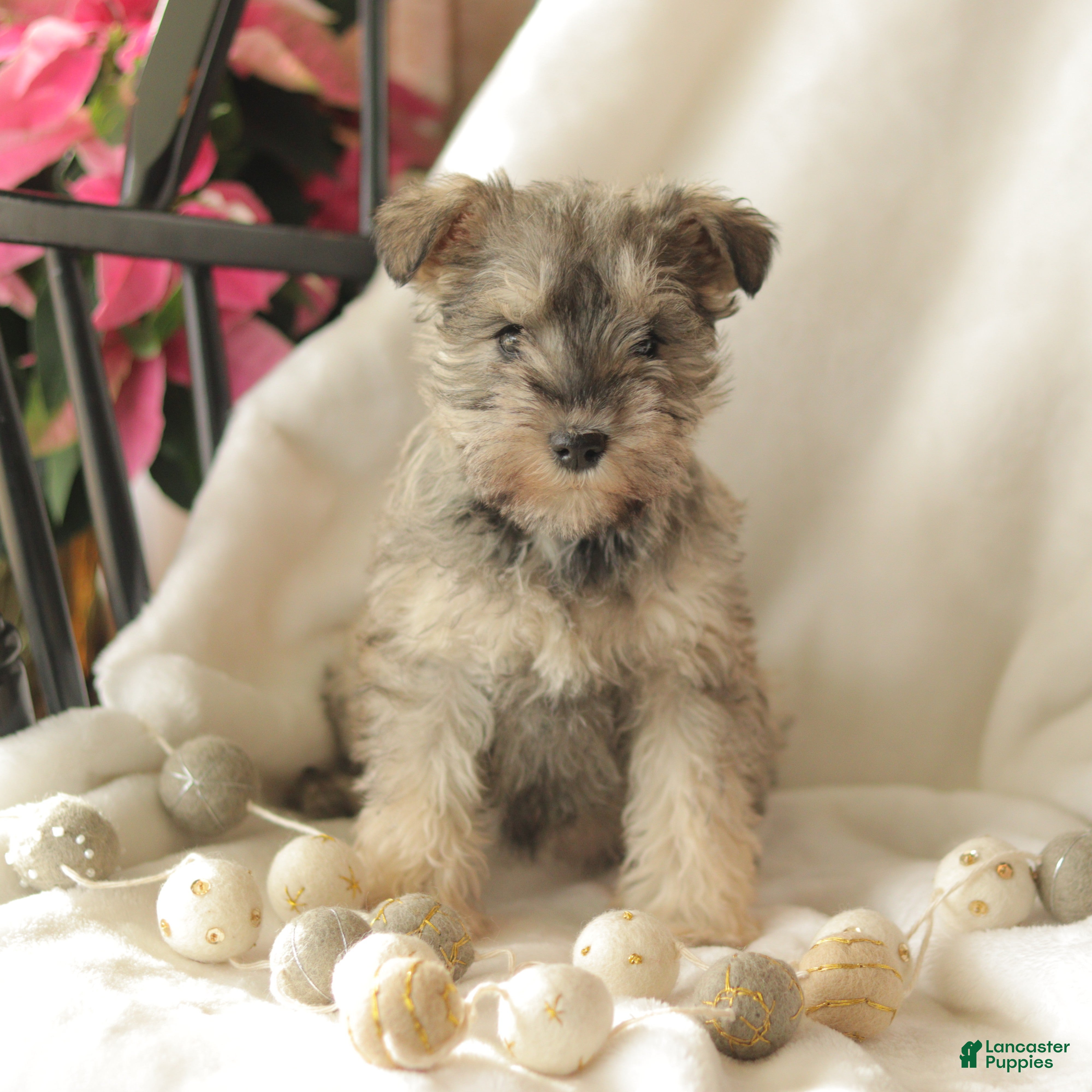 Miniature Schnauzer dogs Moon Light - Ad 41