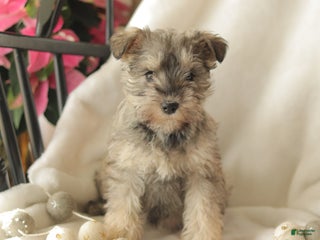 Miniature Schnauzer dogs Moon Light - Ad 42