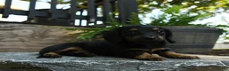 Miniature Dachshund dogs for sale: Cinder - Ad 3