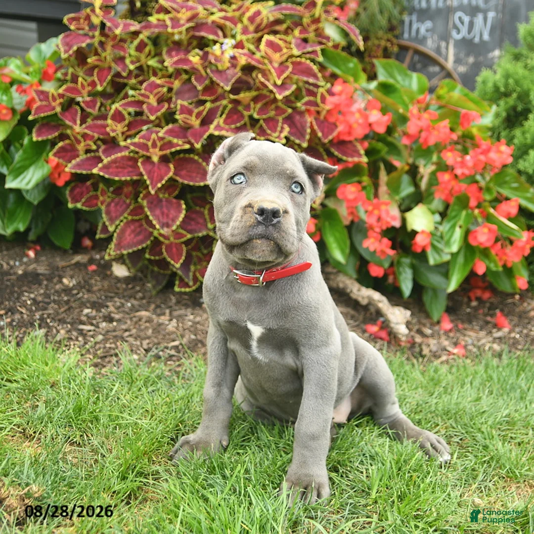 Cane Corso dogs for sale: Lily  - Ad 1