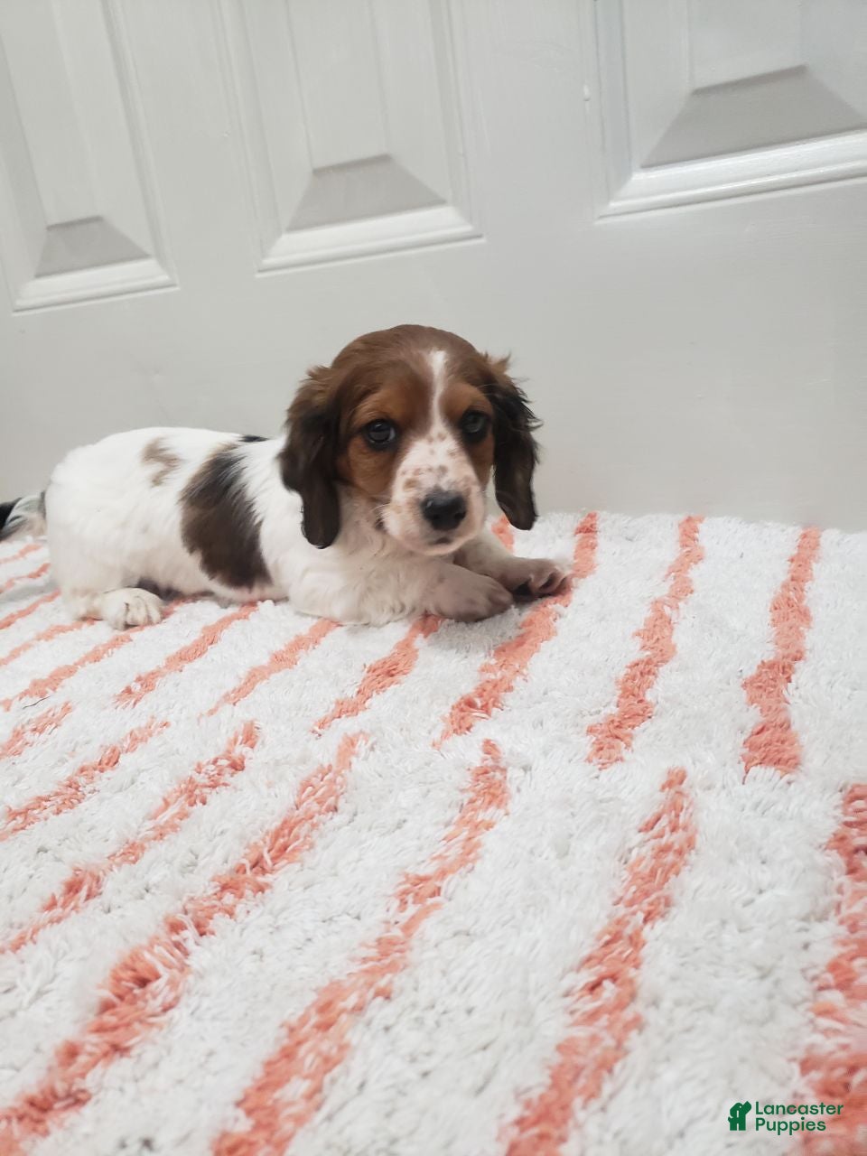 Miniature Dachshund dogs Rylan - Ad 2