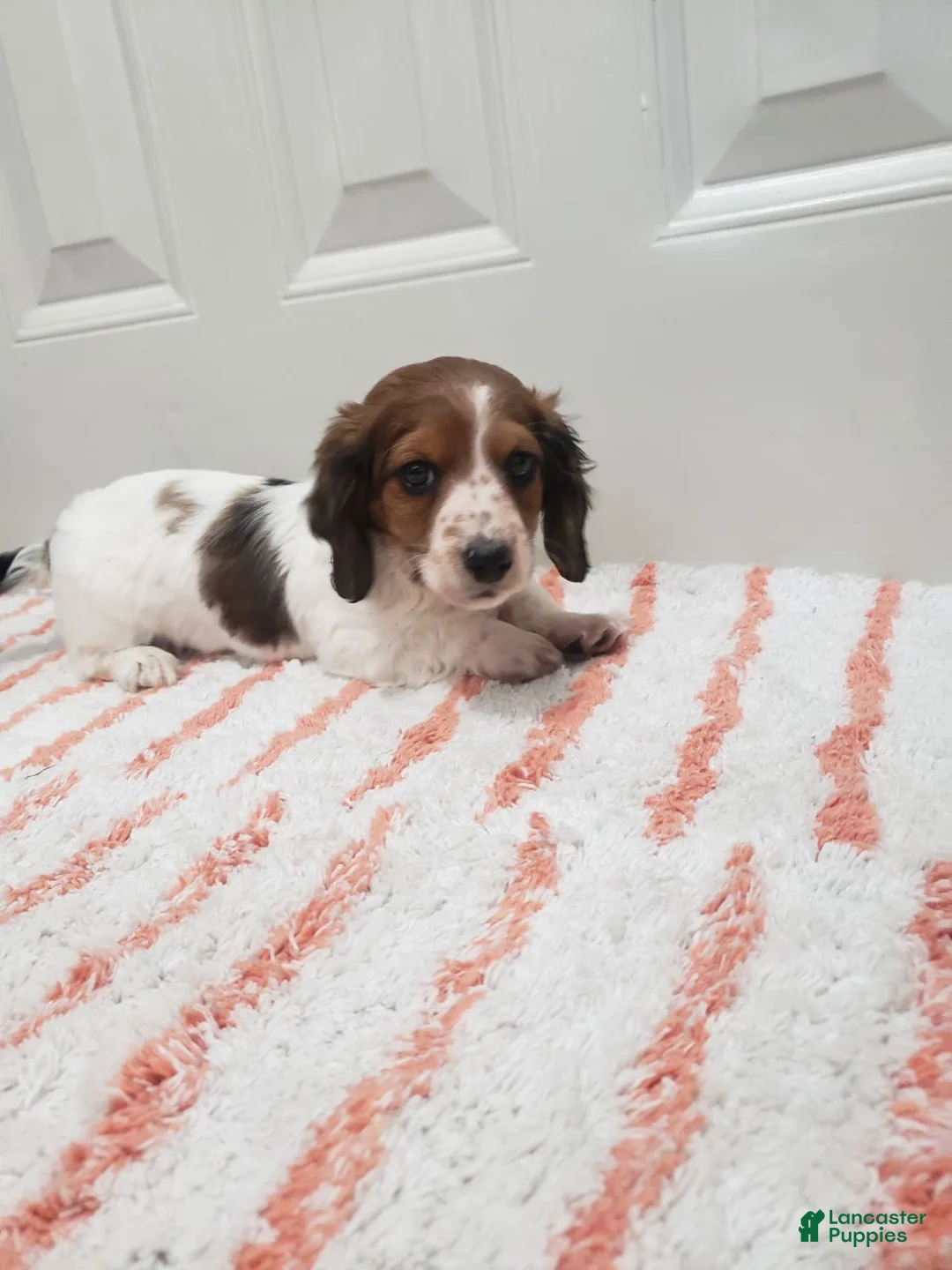 Miniature Dachshund dogs for sale: Rylan - Ad 2